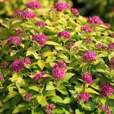 Спирея Грин энд Голд